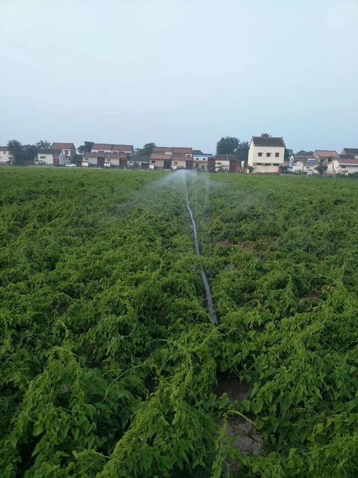 焦作垆土山药 商品图3