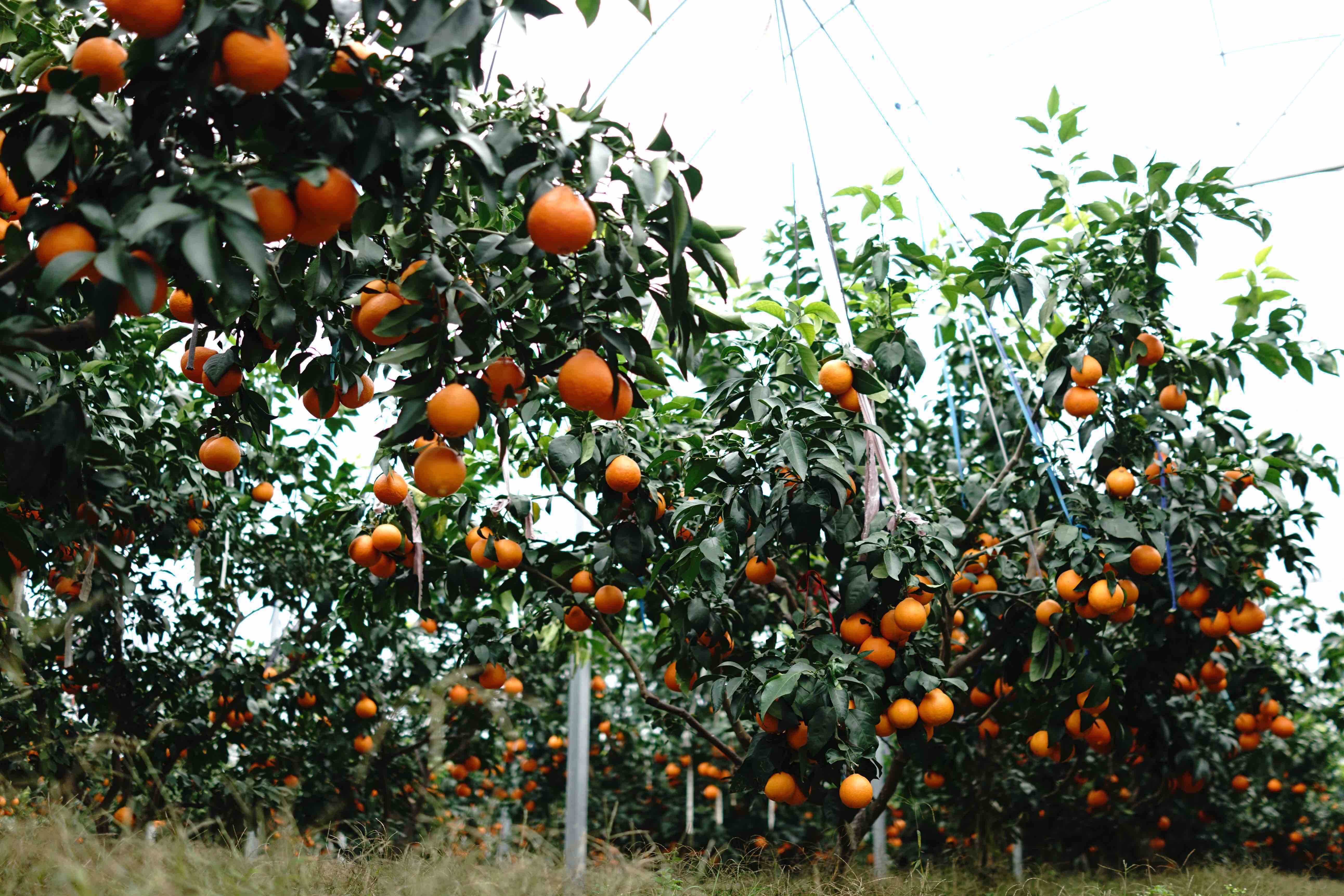 京津冀沪浙江宁波红美人柑橘12个装约6斤左右口感细腻柔软多汁囊壁薄