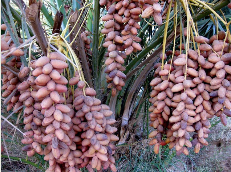 阿拉伯进口特级黑椰枣500克