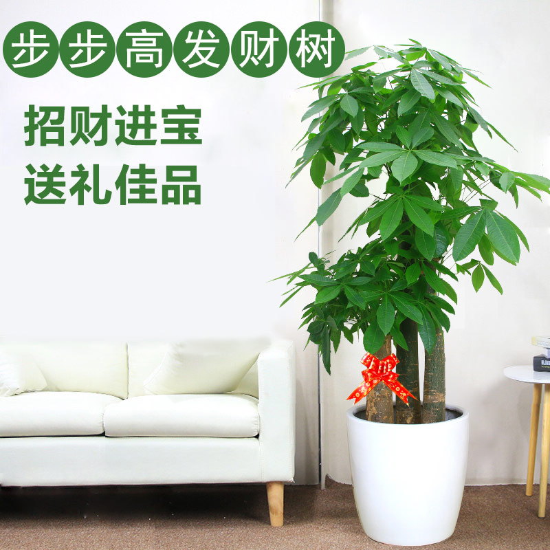 三杆步步高发财树绿植盆栽（高约1米8）招财进宝送朋友开业开张乔迁之喜居家（送货上门）