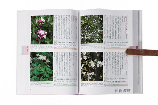 新版　茶花大事典/新版 茶花大事典 商品图4