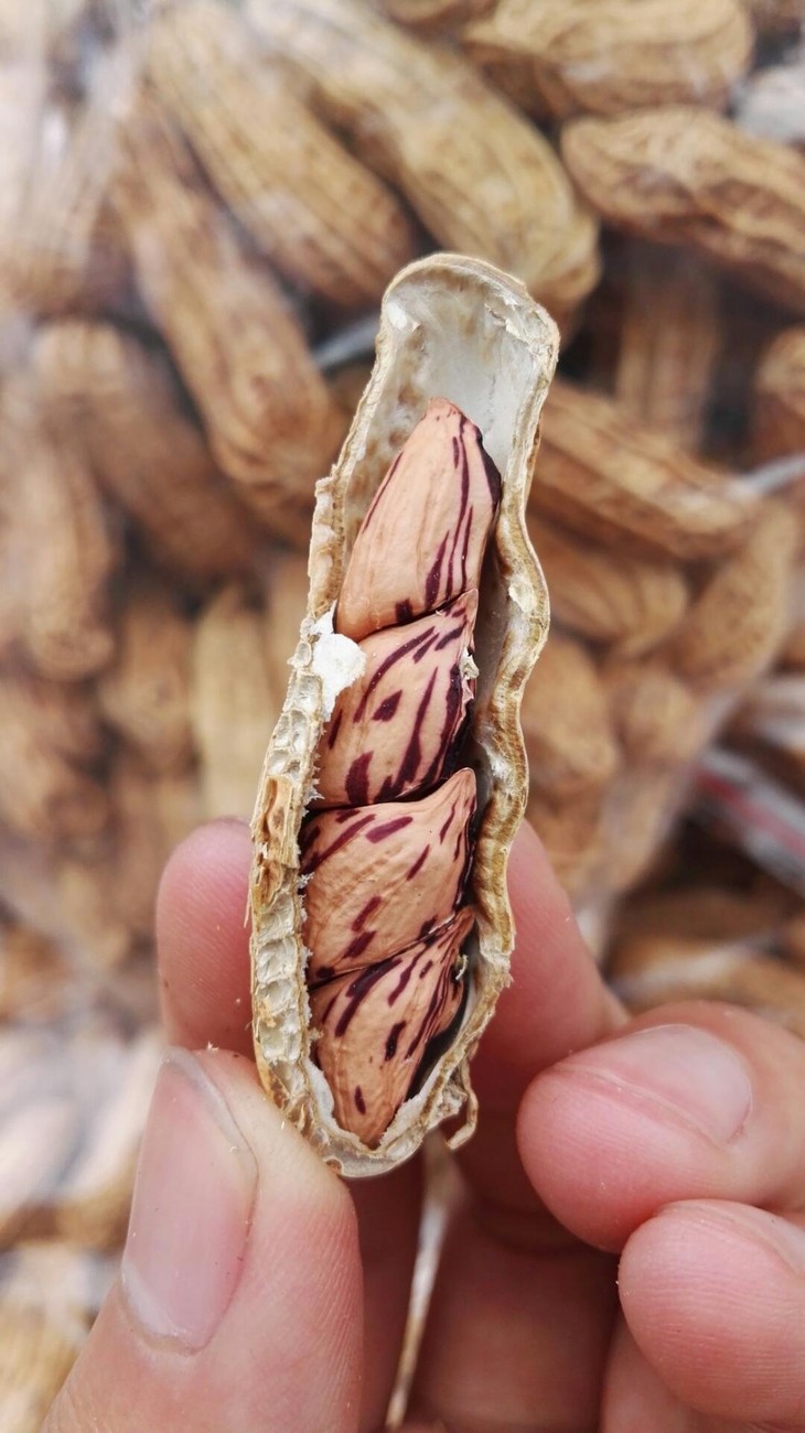 店长推荐缅甸野生七彩花生丰富营养生吃有甜味2斤装包邮预售1周发货