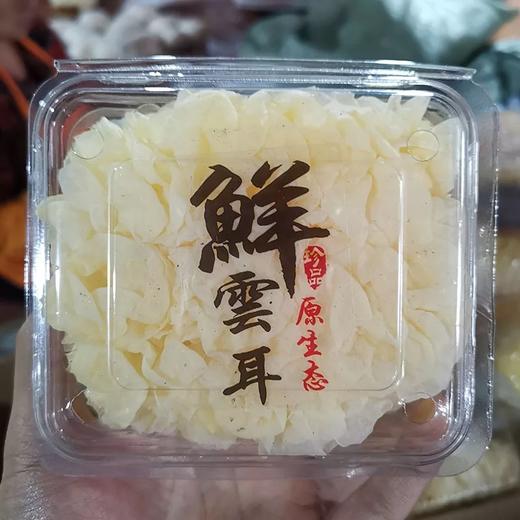 [最农公社]顺丰主推|古田鲜活银耳6朵110-130g/朵新鲜银耳更容易出胶哦 商品图1