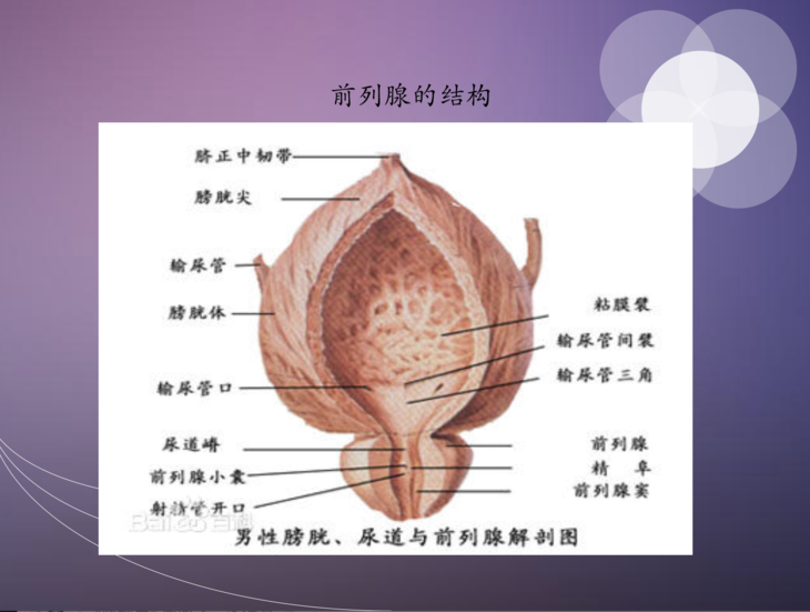 输尿管间襞图片