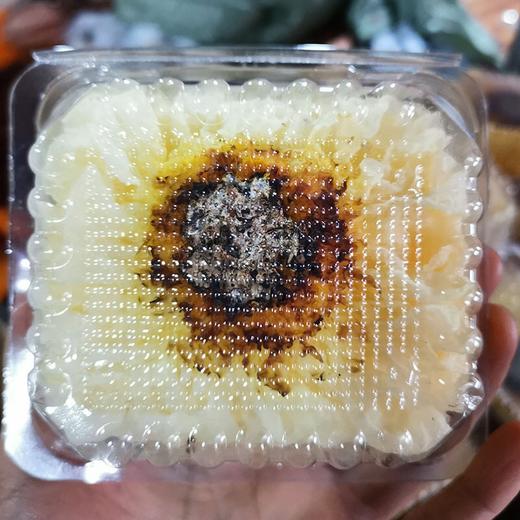 [最农公社]顺丰主推|古田鲜活银耳6朵110-130g/朵新鲜银耳更容易出胶哦 商品图3