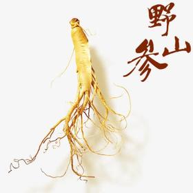 长白山野山参