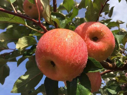 【周二配送】哈尔滨落地配送，2025新疆红旗坡阿克苏，正式开始 商品图7