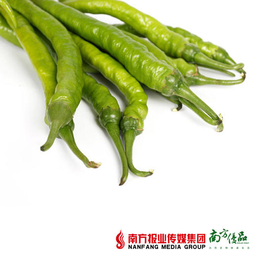 【火辣口感】四季绿 线椒 约350g/份 商品图2