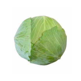 自产/有机包菜 每个大约1.5斤