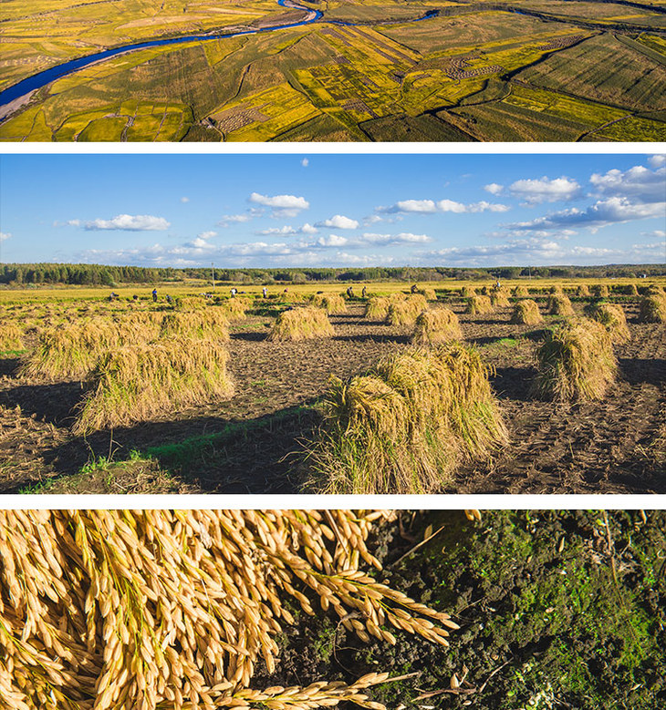 三禾一号 东北大米配送粮本 - 三禾现代农业庄园210216230501