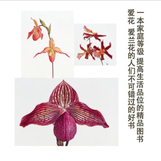兰花档案 商品图4