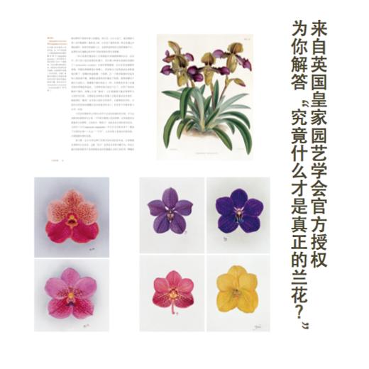 兰花档案 商品图3