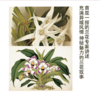 兰花档案 商品缩略图2
