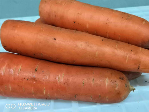 胡萝卜 商品图0