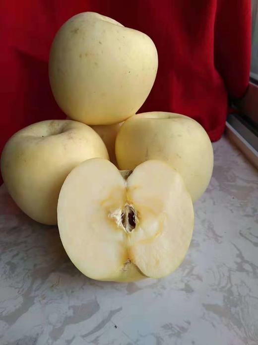 生态黄富士(威海)