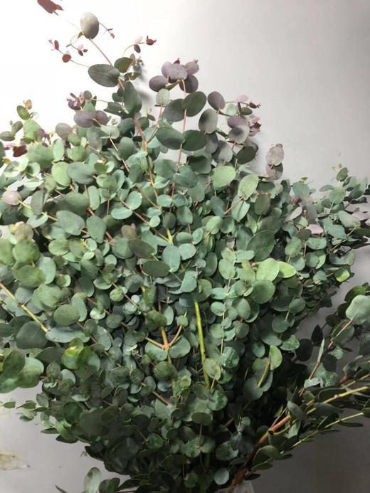 小圆叶尤加利银水滴