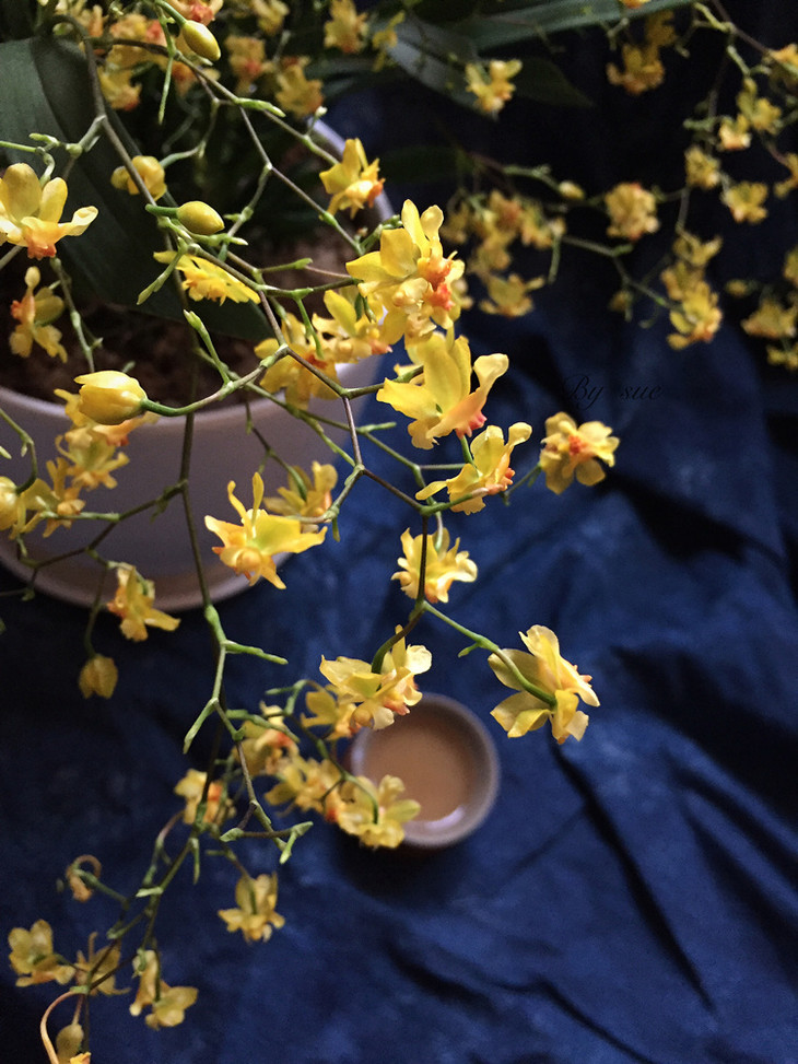 精品绿植兰花梦香