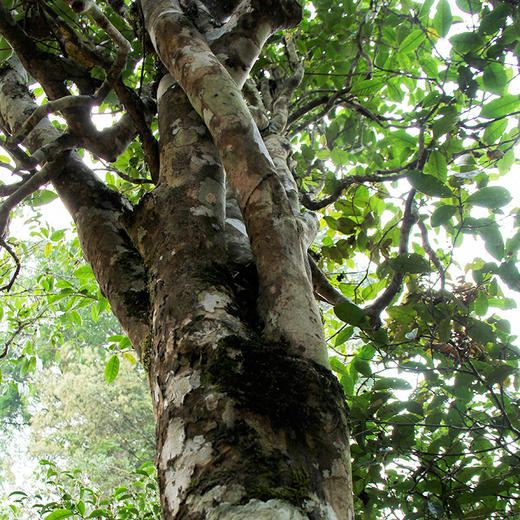 【秘境-2023头春】 500年野生古树茶 ， 让你领略原始森林里的狂野之韵 商品图10