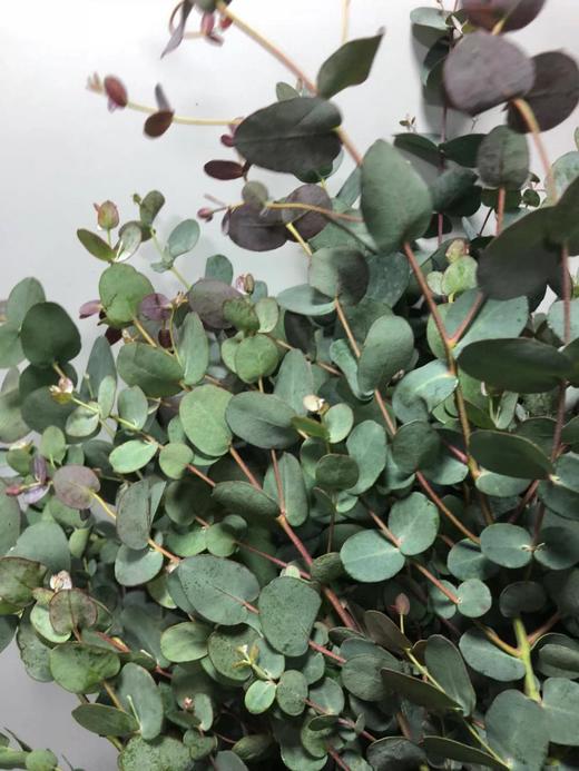 小圆叶尤加利 银水滴 商品图2