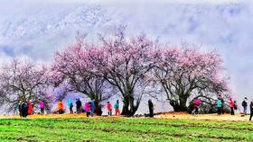 西藏最美的春天，林芝波密桃花之旅