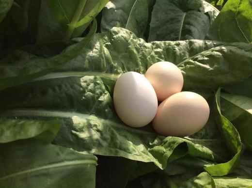 牧草蛋十枚体验装 商品图1