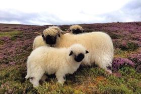 英国设得兰群岛&苏格兰高地 定制游