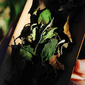 白茶：简单的复杂