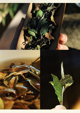 白茶在存储过程中会发生什么变化？