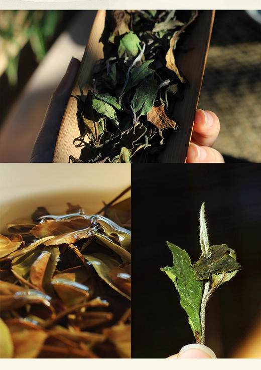 白茶在存储过程中会发生什么变化？ 商品图0