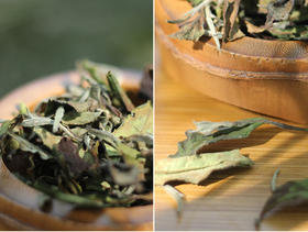 [第58期]方守龙2010年春牡丹茶（福鼎白茶 | 药香怡人）