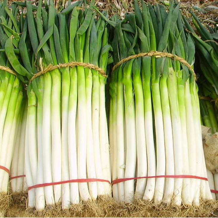 新鲜长白大葱蔬菜