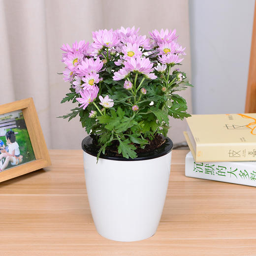 一盆美人菊女王菊花卉盆栽办公室内绿植客厅卧室阳台植物菊花2盆起送
