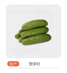 赞字村旱黄瓜