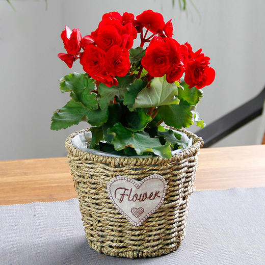 四季海棠花鲜花盆栽阳台观花植物花卉室内客厅开花植物盆景花色随机