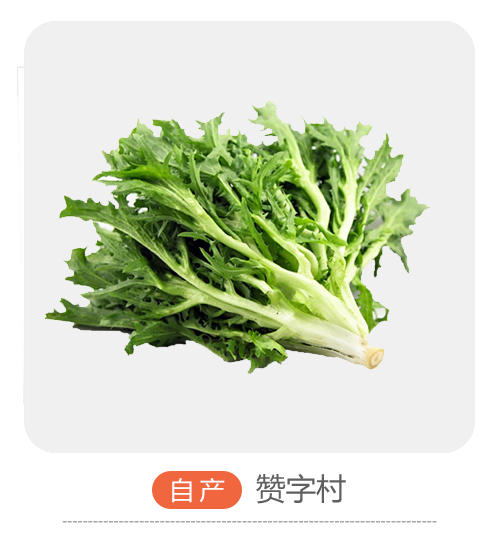 赞字村苦苣 商品图0