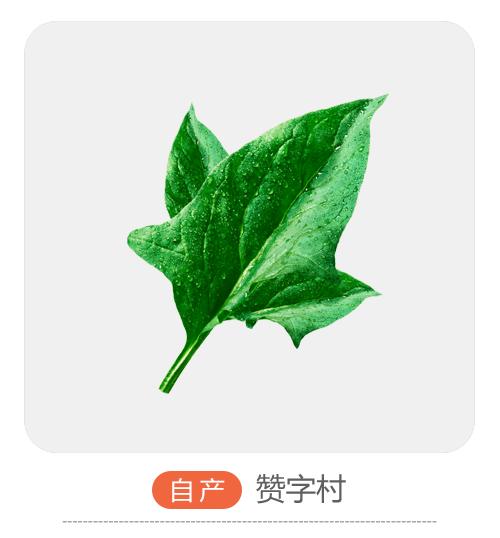 赞字村菠菜 商品图0