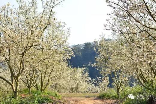 2.14出发【肇庆】广宁山楂花1天 商品图1