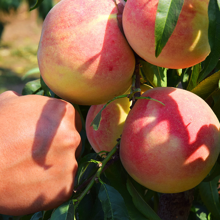 团购包邮代发山东青州冬雪蜜桃5斤装3436个原价75元