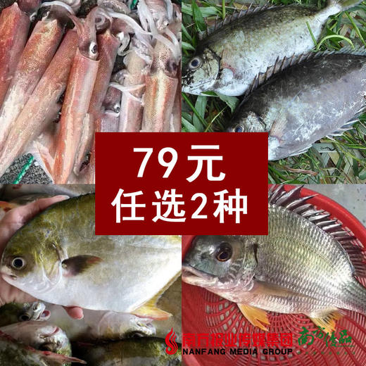 【18号提货】野生海鱼 （已除内脏，开封即煮） 商品图0