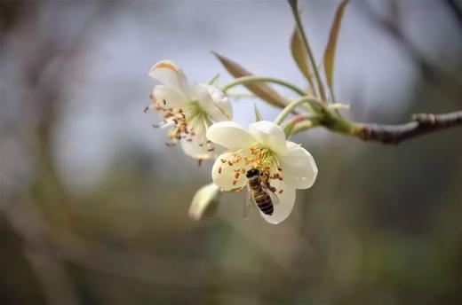 2.14出发【肇庆】广宁山楂花1天 商品图3