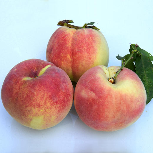 团购包邮代发山东青州冬雪蜜桃5斤装3436个原价75元