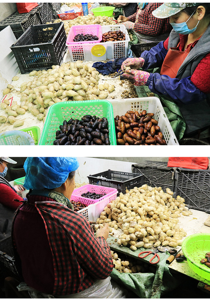 柞蚕蛹 黑蛹 500g