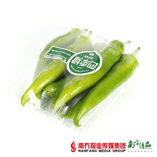 【12号提货】四季绿黄皮椒  约300g/份 商品图4