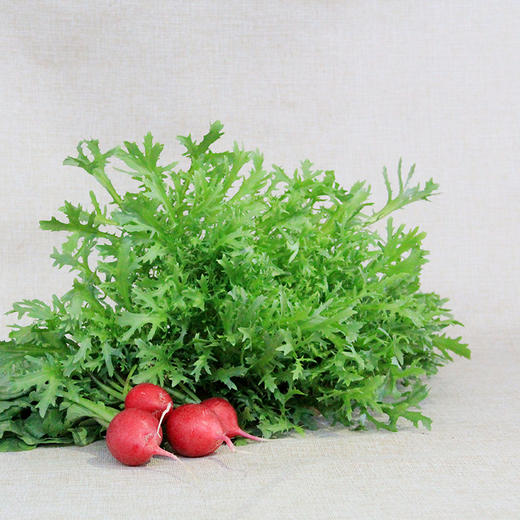 【新开园福利】有机苦菊 商品图0