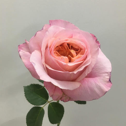 肯尼亚玫瑰维多利亚10支