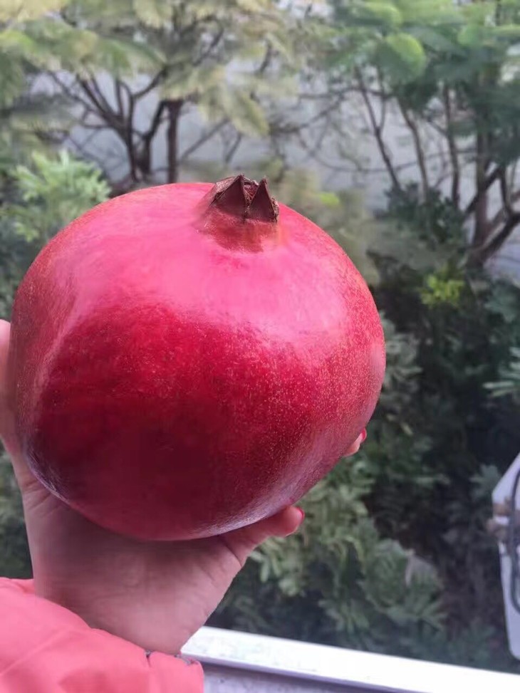 伊朗进口大红宝石石榴单果净重750g800g