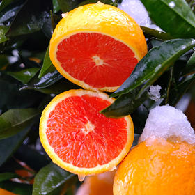 【秭归中华红血橙】秭归红肉脐橙 自家果园橙子  鲜嫩多汁 5斤装