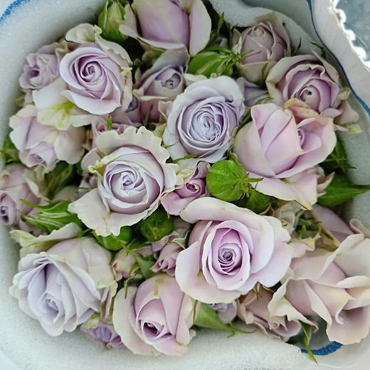 肯尼亚玫瑰silvershadow紫影10枝