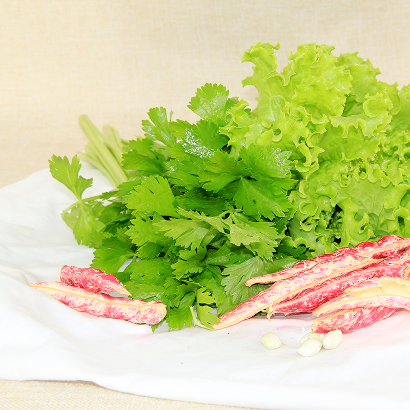 鸿翠园 有机绿叶生菜