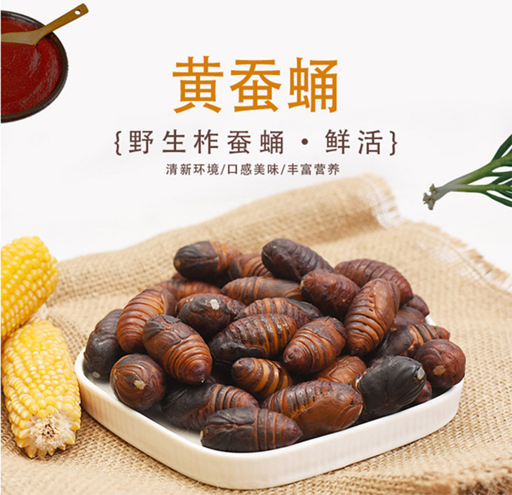 柞蚕蛹和桑蚕蛹图片,桑蚕蛹(第2页)_大山谷图库